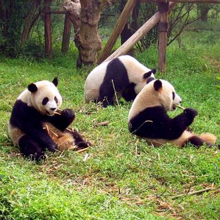 Schutzgebiete des Großen Panda in Sichuan