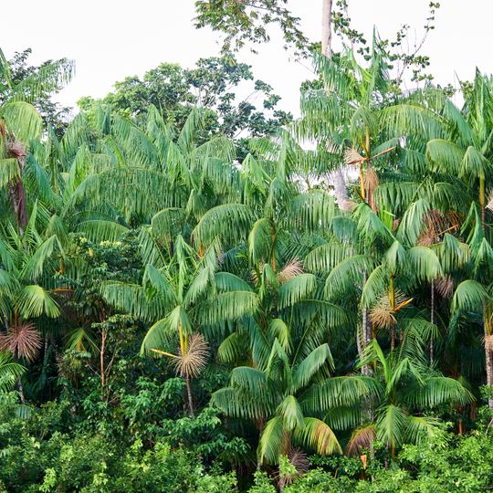 Environmental Protection Area of the Metropolitan Region of Belém