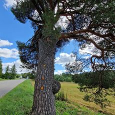 Mantagailiškis pine tree