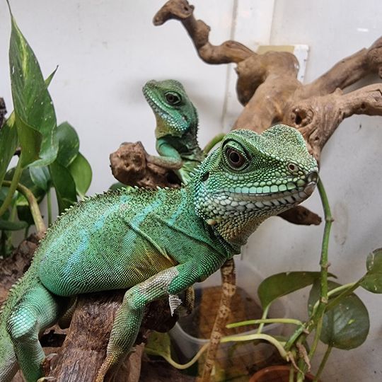 Terrarium et Vivarium de Kerdanet