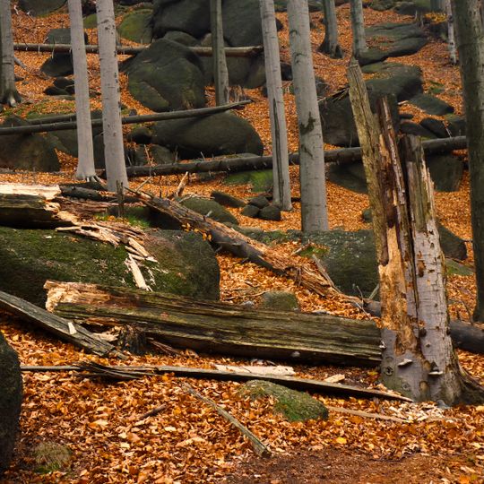 Jizerskohorské bučiny