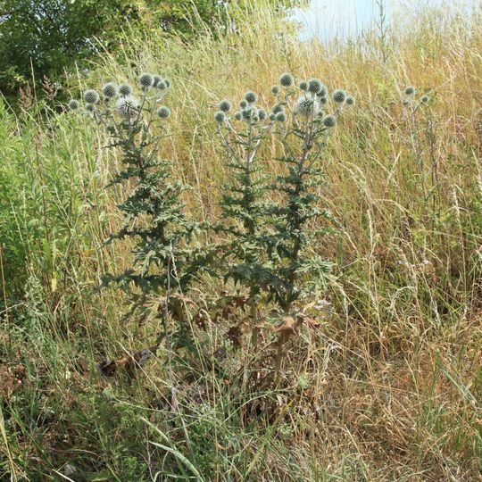 Kiesgruben Wallendorf/Schladebach
