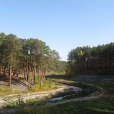 Gilevo grove