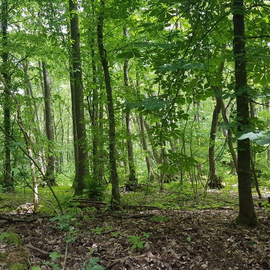 Seeburger Fenn - Sümpelfichten