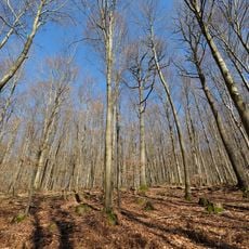 Spessart bei Alsberg