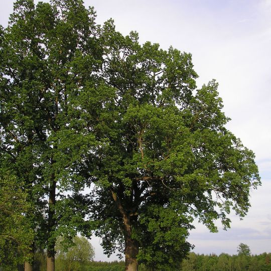 Dub u Horních Vesců II.