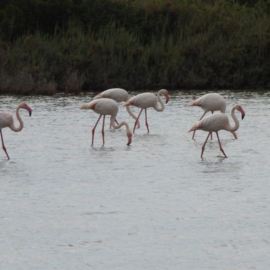 פלמינגו בעונה