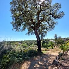 Árvore isolada em Nodeirinho