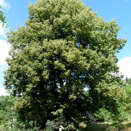 Lípa u Vlčkova mlýna