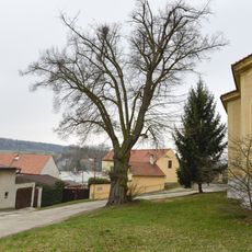 Tilia Cordata in Řisuty