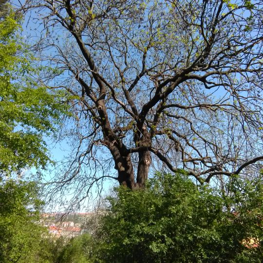 Jasan ztepilý u Koulky