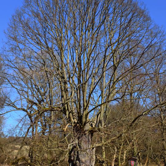 Damická lípa u potoka