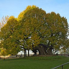 Castle lime Augustusburg