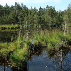 Steinacher Ried