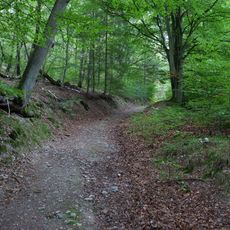 LSG-Wald zwischen Erkensruh und Truppenuebungsplatz Vogelsang