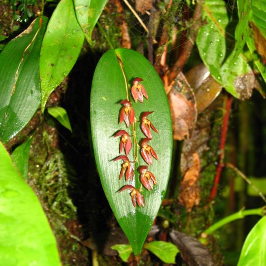 Monteverde Orchid Garden