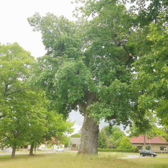 Naturdenkmal Eiche auf einer Anhöhe auf dem Dorfanger  in Bugk