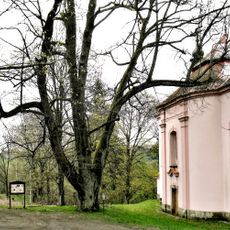 Lípa u kaple v Úterý