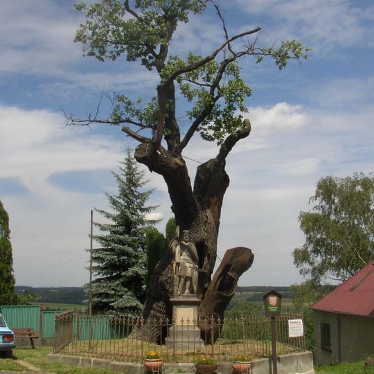 Svatováclavský dub