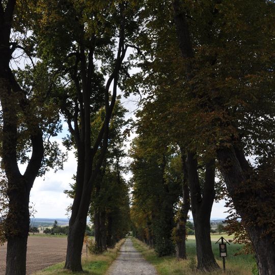 Alej ke dvoru Cinzndorf