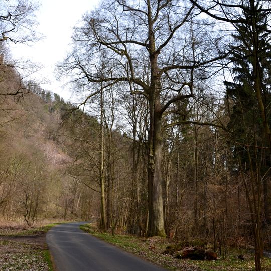 Hasištejnská lípa