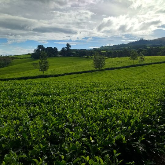 Satemwa Tea Estate