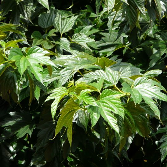 Arboretum De Podestat