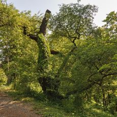 Mahalebka pod zámkem