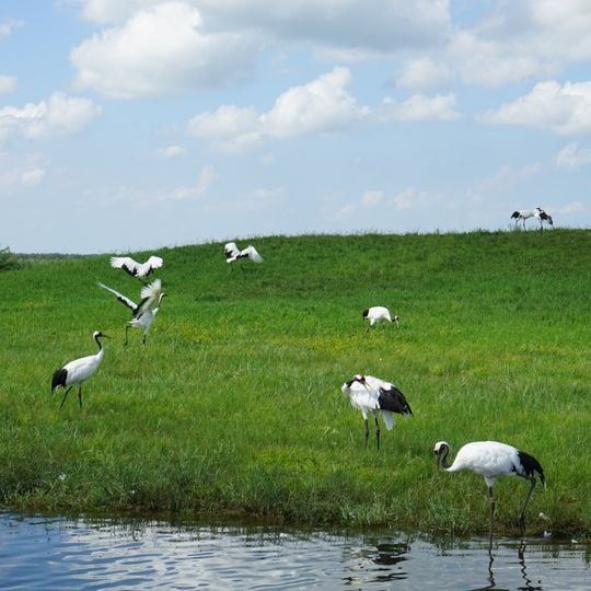 Zhalong-Naturschutzgebiet