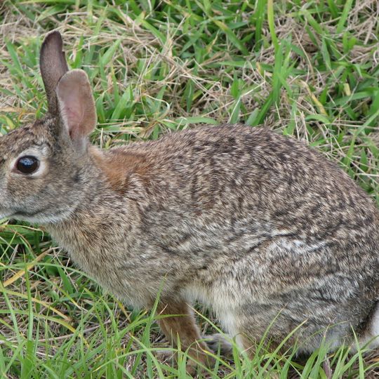 Mammals of the Indiana Dunes
