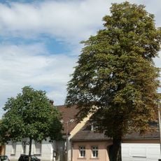 Roßkastanien am Ostrower Platz