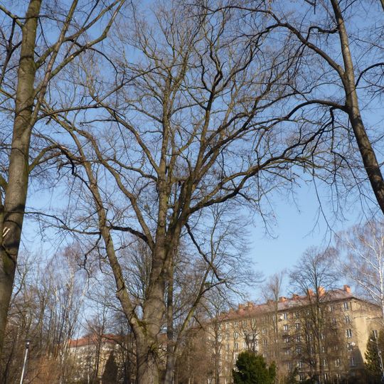 Dub letní u Porubského zámečku