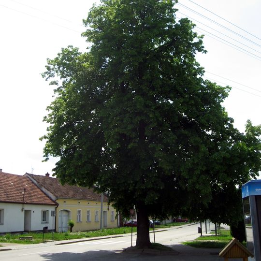 Lípa u školy