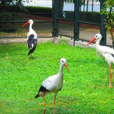 Mini Zoo