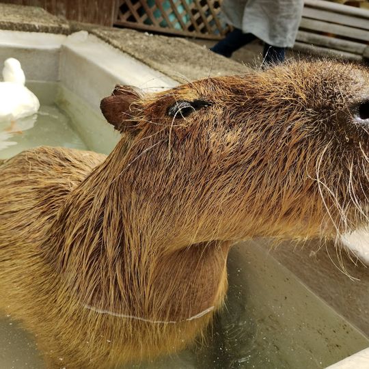 大山トム・ソーヤ牧場