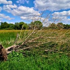 Weideswiesen-Oberwald bei Erlensee