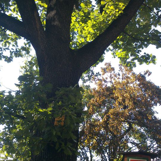 Dub uherský na Vinohradech