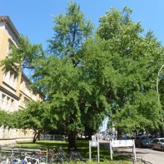 Fächerblattbaum Bundesallee 12