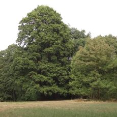 Skupina deseti dubů letních (Sadská)