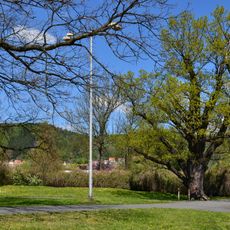 Dub u koupaliště v Klášterci nad Ohří