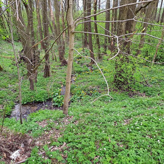 Waldfluß am Kappmichelsteich