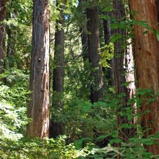 Jasper Ridge Biological Preserve