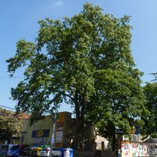 Platan javorolistý na Veveří