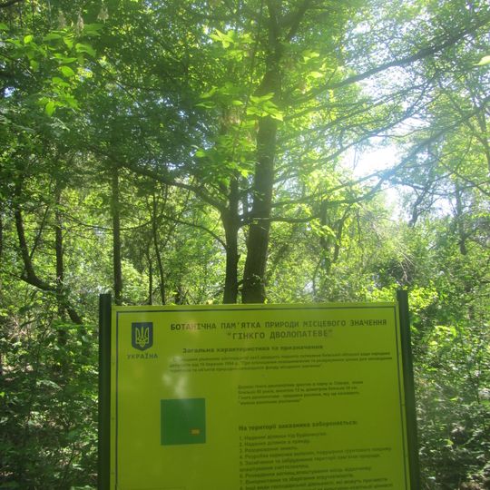 Ginkgo biloba, Skvyra