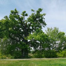 Naturdenkmal Stieleiche