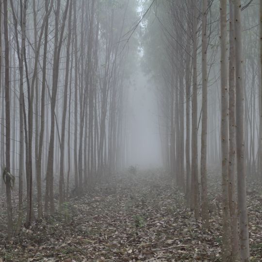 Lammasingi