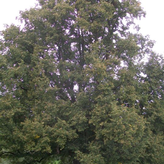 1 Linde auf Hühnerfeldhalde