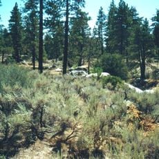 Silver Moccasin Trail