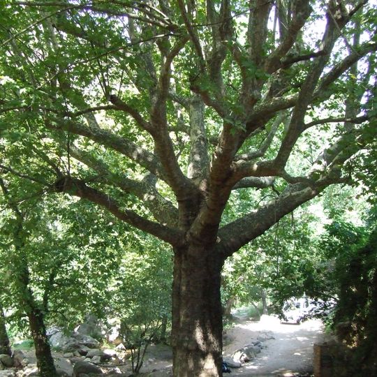 Plataner de la Font de la Pineda