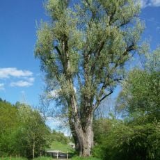 3 Silberpappeln an der Steinbrücke